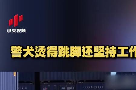 闪电警犬为什么会死