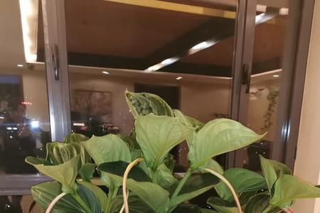 宝莲灯花苞和叶片掉了怎么办