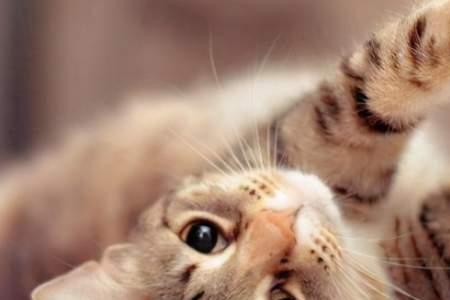 猫咪每天早上都求撸是为什么