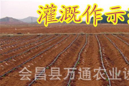 冬麦滴灌什么时候铺