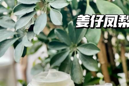 茶百道百香凤梨为什么下架