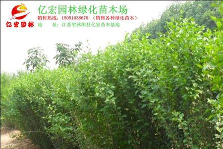 丛生植物是什么意思