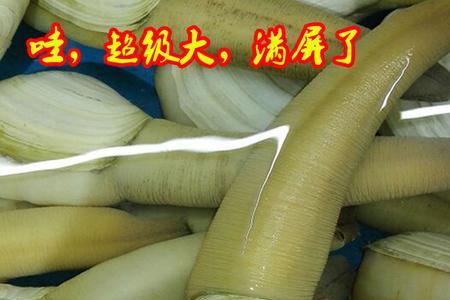 加拿大蚌和加州蚌的区别