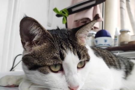 猫咪长期不出门呆在家里可以吗