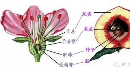 双性花的主要结构