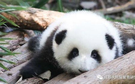 黄熊猫和绿熊猫哪个好