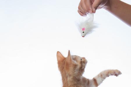 怎样让猫抓自己