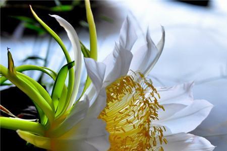 霸王花优缺点