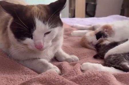 猫咪叫妈妈是什么意思