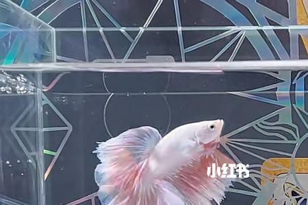 斗鱼怎么成为钻粉