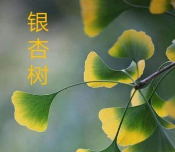 关于银杏的英文小诗