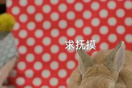 为什么兔子总踢你