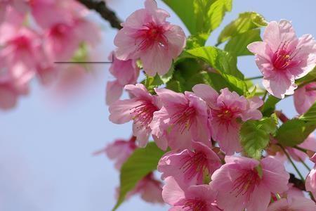 巴黎盛开的樱花什么意思