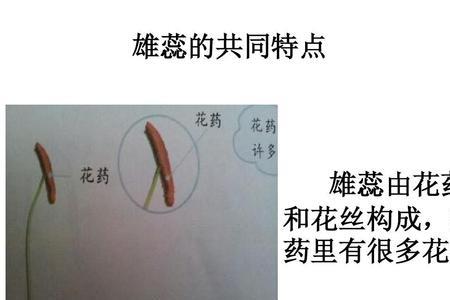 花药产生什么