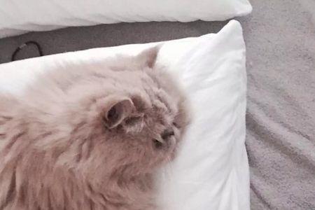 不喜欢猫狗的女人的特点