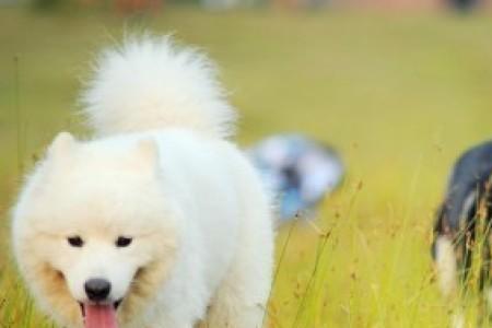 两个人同居养什么狗