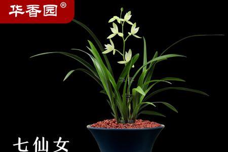 七仙女兰花优缺点