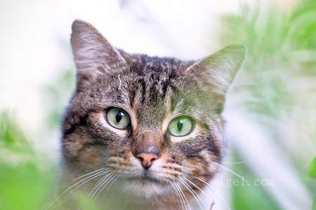 树叶养的猫是什么品种
