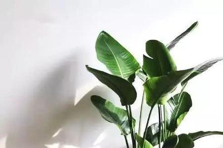 天堂鸟自己可以分支吗