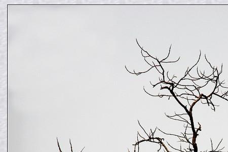 千年枯藤还是万岁枯藤