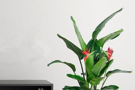 20厘米的天堂鸟可以移植大花盆吗