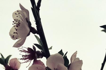 桃之夭夭绿了芭蕉意思