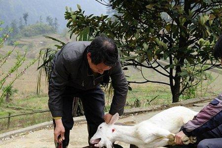 杀羊水温怎么看