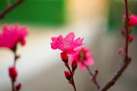 春去花不语春来花还发的意思