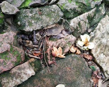 梅雨季无雨夏季会怎样