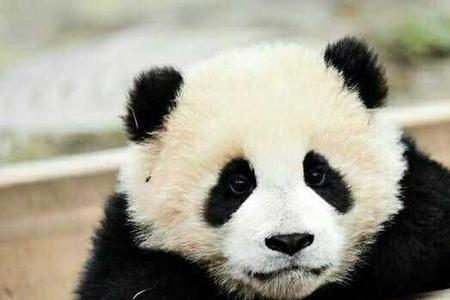 大熊猫杰瑞怎么失踪的