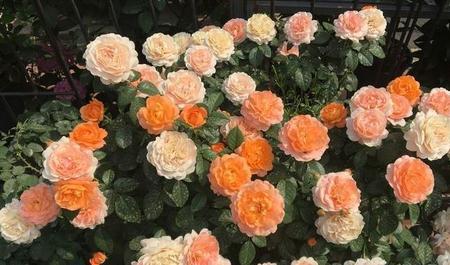 大游行是大花吗