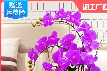 婚宴蝴蝶兰是大花吗