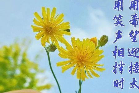 鲜花的早晨主要内容10个字