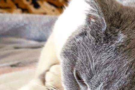 为什么叫苏醒猫