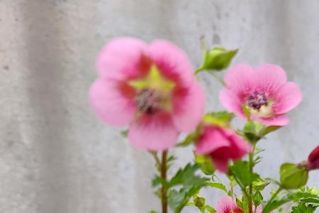 小木槿什么时候开花
