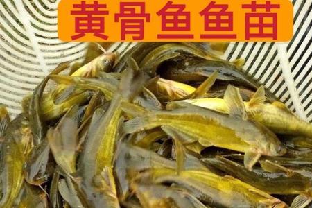 黄辣丁可以长多大