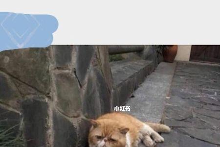无力支持什么意思