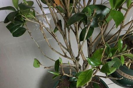 茶花根部没死会活过来吗