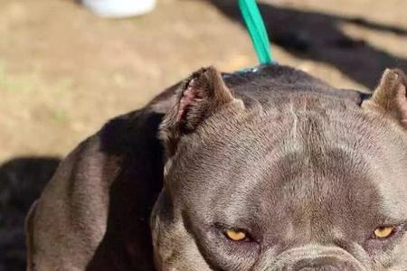 5岁的恶霸犬能养吗