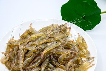 特别小的河虾叫什么