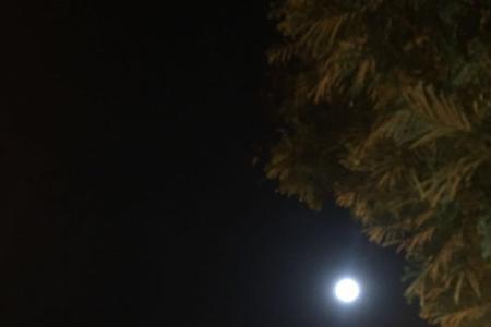 独自望明月的意思