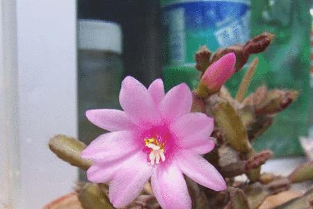 花之舞寓意