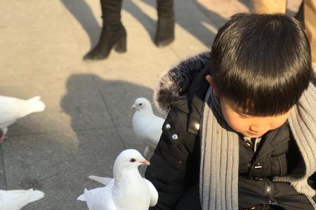 正确喂鸽子时间