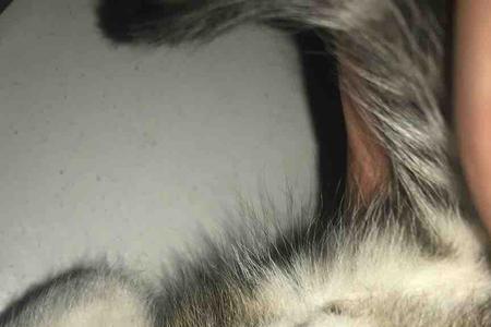 为什么公猫在下母猫在上