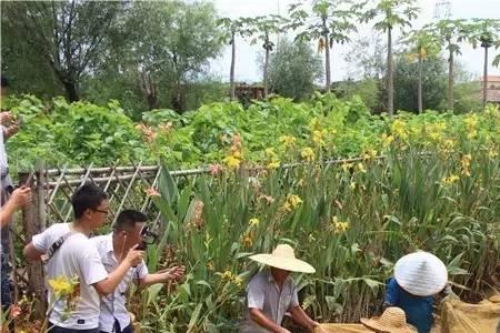 桑基鱼塘有多深
