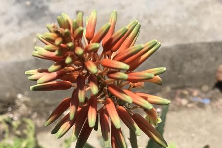 花落花开昌琦结局