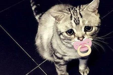 小猫走后猫妈妈伤心多久