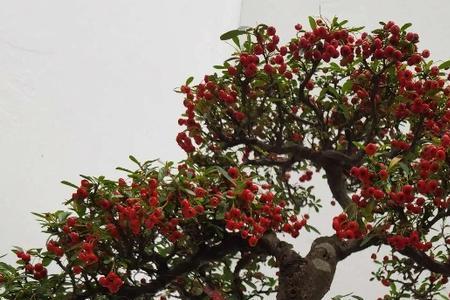夏天如何养红果子盆景