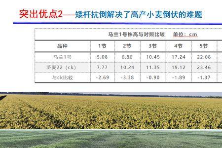 济麦38和马兰1号麦种的优缺点