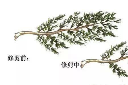 林檎种植后要不要修剪